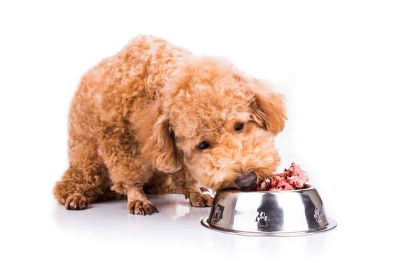 chó poodle ăn pate 