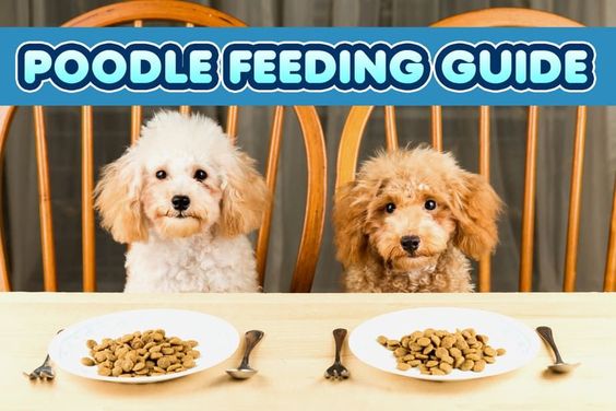 Cách làm pate cho chó poodle tại nhà