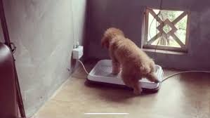 Khay Vệ Sinh Tự Làm Sạch